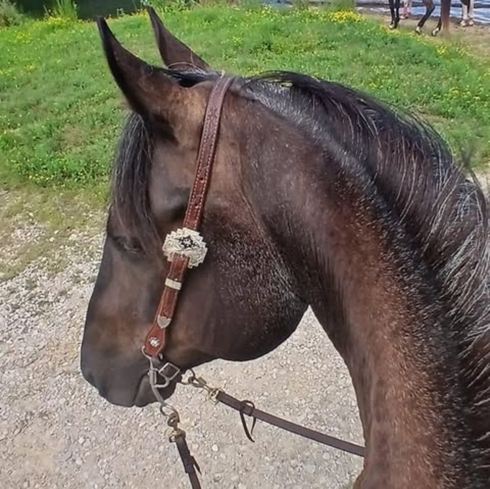 Meet your Posher, Amber